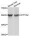 Cytochrome P450 Family 1 Subfamily A Member 2 antibody, MBS125184, MyBioSource, Western Blot image 