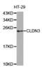 CLDN3 antibody, TA327452, Origene, Western Blot image 