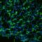 Aquaporin 1 (Colton Blood Group) antibody, SPC-502D-A565, StressMarq, Immunohistochemistry frozen image 