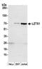 Leucine Zipper Tumor Suppressor 1 antibody, A304-930A, Bethyl Labs, Western Blot image 