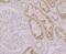 Leucine Rich Alpha-2-Glycoprotein 1 antibody, NBP2-75555, Novus Biologicals, Immunohistochemistry paraffin image 