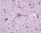 Neurotensin receptor type 1 antibody, NLS935, Novus Biologicals, Immunohistochemistry frozen image 