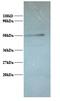 ATPase H+ Transporting V1 Subunit G1 antibody, LS-C212153, Lifespan Biosciences, Western Blot image 