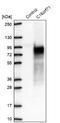 Chromosome 16 Open Reading Frame 71 antibody, NBP2-48935, Novus Biologicals, Western Blot image 