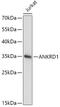 Ankyrin repeat domain-containing protein 1 antibody, GTX33062, GeneTex, Western Blot image 