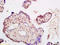 Cyclin Dependent Kinase Inhibitor 1C antibody, 251189, Abbiotec, Immunohistochemistry paraffin image 