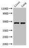 SEC14 Like Lipid Binding 3 antibody, CSB-PA887012LA01HU, Cusabio, Western Blot image 
