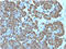 Mitochondria antibody, AM33287PU-S, Origene, Immunohistochemistry paraffin image 