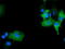 Microtubule Associated Monooxygenase, Calponin And LIM Domain Containing 1 antibody, TA501844, Origene, Immunofluorescence image 