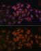 CCHC-Type Zinc Finger Nucleic Acid Binding Protein antibody, GTX66334, GeneTex, Immunofluorescence image 