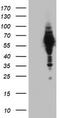 NGFI-A Binding Protein 1 antibody, TA802909BM, Origene, Western Blot image 