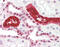 Uromodulin antibody, 49-012, ProSci, Immunohistochemistry frozen image 
