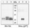 BCL2 Like 11 antibody, 44-431G, Invitrogen Antibodies, Western Blot image 