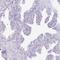 ACR antibody, HPA048687, Atlas Antibodies, Immunohistochemistry frozen image 