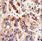 Paraoxonase 3 antibody, LS-C163865, Lifespan Biosciences, Immunohistochemistry paraffin image 