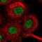 General Transcription Factor IIH Subunit 1 antibody, NBP2-38556, Novus Biologicals, Immunofluorescence image 