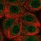 Max-like protein X antibody, HPA064438, Atlas Antibodies, Immunofluorescence image 