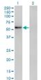Zinc Finger Protein 207 antibody, H00007756-M02, Novus Biologicals, Western Blot image 