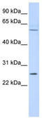 Family With Sequence Similarity 124 Member A antibody, TA333505, Origene, Western Blot image 