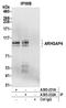 Rho GTPase Activating Protein 4 antibody, A305-232A, Bethyl Labs, Immunoprecipitation image 
