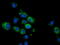 Calcium-binding and coiled-coil domain-containing protein 2 antibody, M05876-1, Boster Biological Technology, Immunofluorescence image 