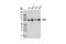 FMR1 Autosomal Homolog 1 antibody, 12295S, Cell Signaling Technology, Western Blot image 
