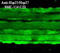 Heat shock protein beta-2 antibody, LS-C231209, Lifespan Biosciences, Immunofluorescence image 