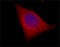 alpha-Tubulin antibody, LS-C40863, Lifespan Biosciences, Immunocytochemistry image 