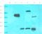 CD28 antibody, orb389337, Biorbyt, Western Blot image 