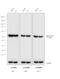 Rat IgG Isotype Control antibody, A18742, Invitrogen Antibodies, Western Blot image 