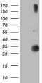 Regulatory Factor X Associated Ankyrin Containing Protein antibody, TA504271, Origene, Western Blot image 
