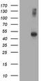 AP2M1 antibody, CF503028, Origene, Western Blot image 