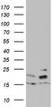 ADP Ribosylation Factor Like GTPase 3 antibody, LS-C338664, Lifespan Biosciences, Western Blot image 