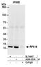 Ribosomal Protein S14 antibody, A304-031A, Bethyl Labs, Immunoprecipitation image 