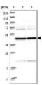 BRO1 Domain And CAAX Motif Containing antibody, NBP1-90706, Novus Biologicals, Western Blot image 