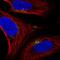 Spermatogenesis Associated 25 antibody, PA5-65295, Invitrogen Antibodies, Immunofluorescence image 