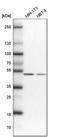 Septin-7 antibody, HPA023309, Atlas Antibodies, Western Blot image 