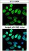 Valosin Containing Protein antibody, GTX113030, GeneTex, Immunocytochemistry image 