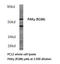 P21 (RAC1) Activated Kinase 2 antibody, LS-C177784, Lifespan Biosciences, Western Blot image 