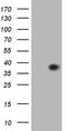 EGF Like Domain Multiple 7 antibody, LS-C794172, Lifespan Biosciences, Western Blot image 