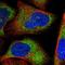 Zinc finger protein 263 antibody, HPA035085, Atlas Antibodies, Immunofluorescence image 