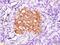 Pancreatic And Duodenal Homeobox 1 antibody, GTX37568, GeneTex, Immunohistochemistry paraffin image 