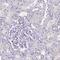 IQ Motif Containing N antibody, PA5-59972, Invitrogen Antibodies, Immunohistochemistry frozen image 