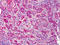 cNOS antibody, ADI-KAP-NO020-D, Enzo Life Sciences, Immunohistochemistry frozen image 