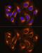 BCL2 Antagonist/Killer 1 antibody, GTX32463, GeneTex, Immunofluorescence image 