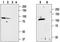 Transient Receptor Potential Cation Channel Subfamily V Member 2 antibody, TA328745, Origene, Western Blot image 