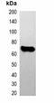 E2 tag antibody, orb323039, Biorbyt, Western Blot image 
