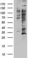Histone-lysine N-methyltransferase, H3 lysine-79 specific antibody, CF802485, Origene, Western Blot image 