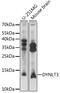 Dynein Light Chain Tctex-Type 3 antibody, 16-822, ProSci, Western Blot image 