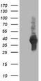 Ubiquitin-like-conjugating enzyme ATG3 antibody, TA503299, Origene, Western Blot image 